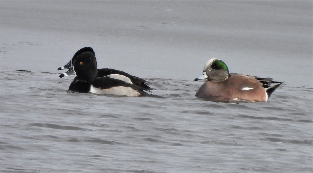 American Wigeon - Paul McKenzie