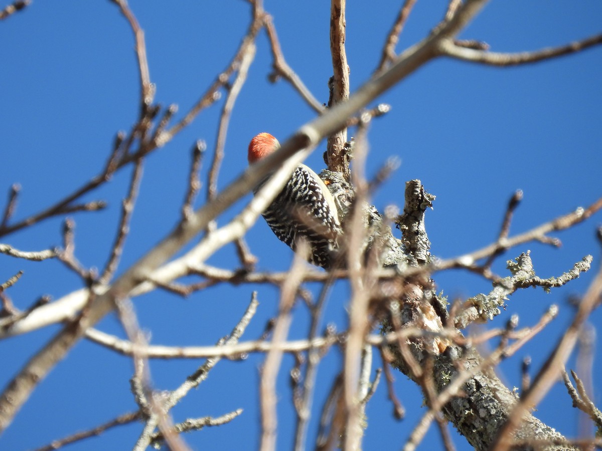 Red-bellied Woodpecker - ML410362661