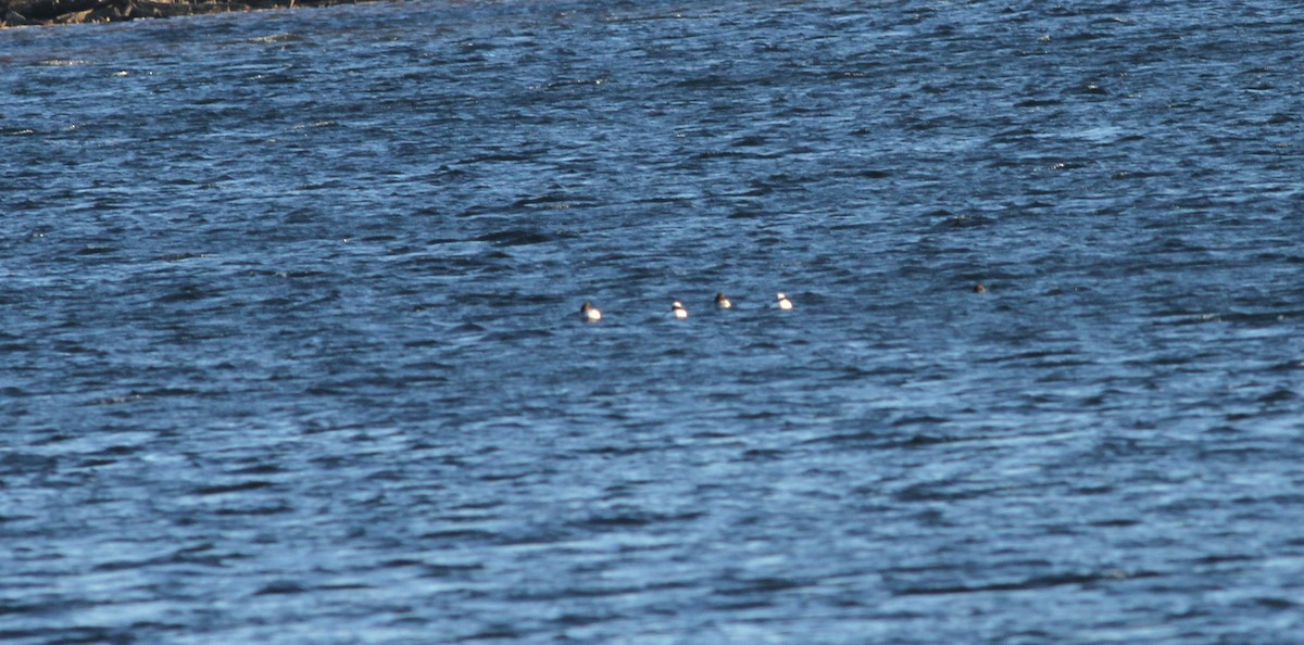 Bufflehead - ML41036281