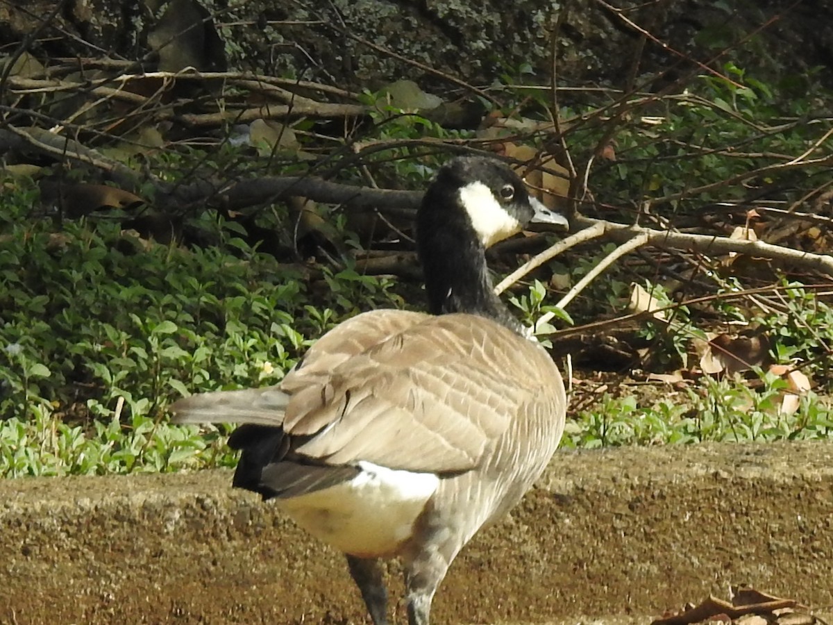 Cackling Goose - Mel & Jeanne Goff