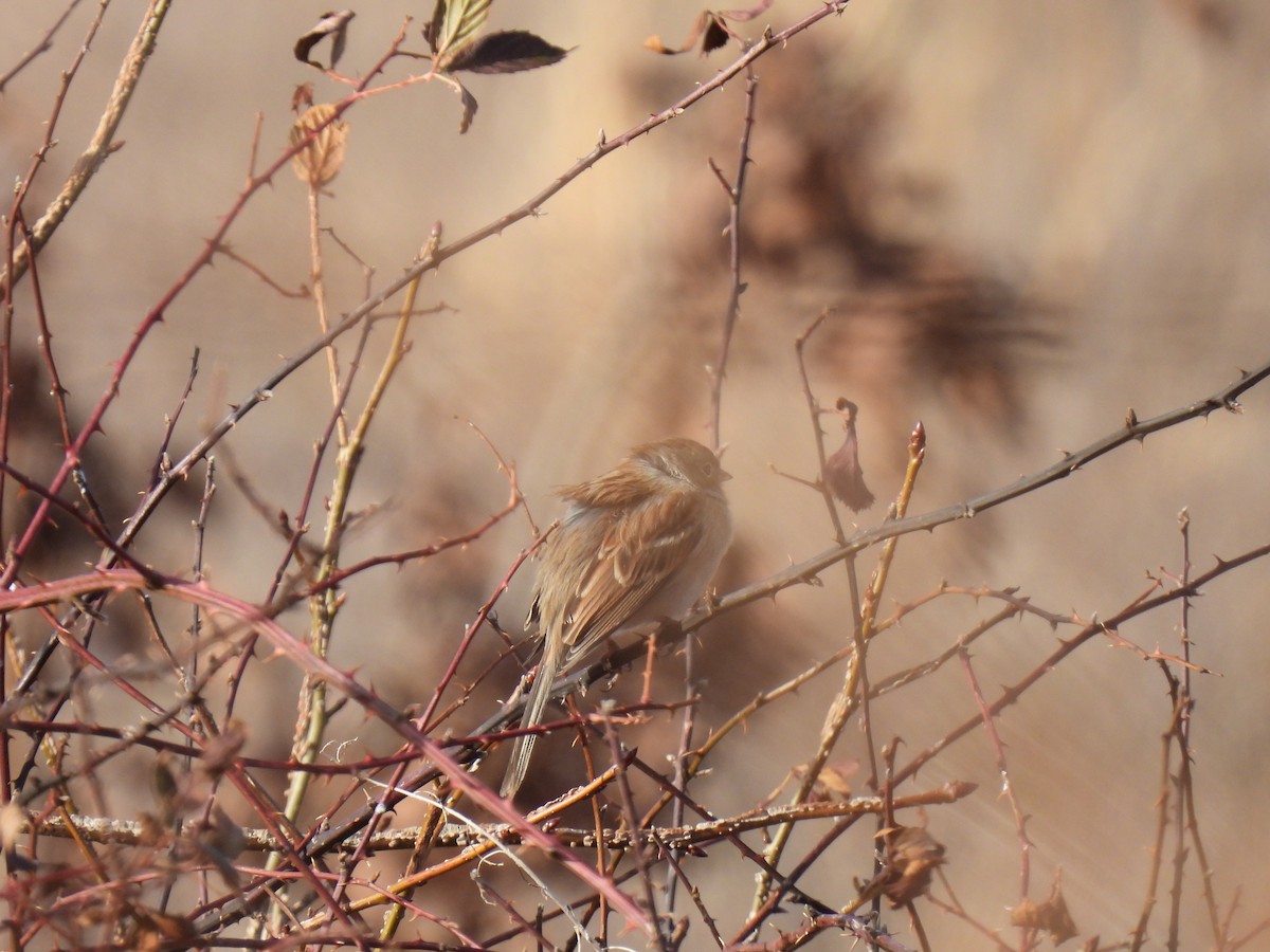 Field Sparrow - ML410364331