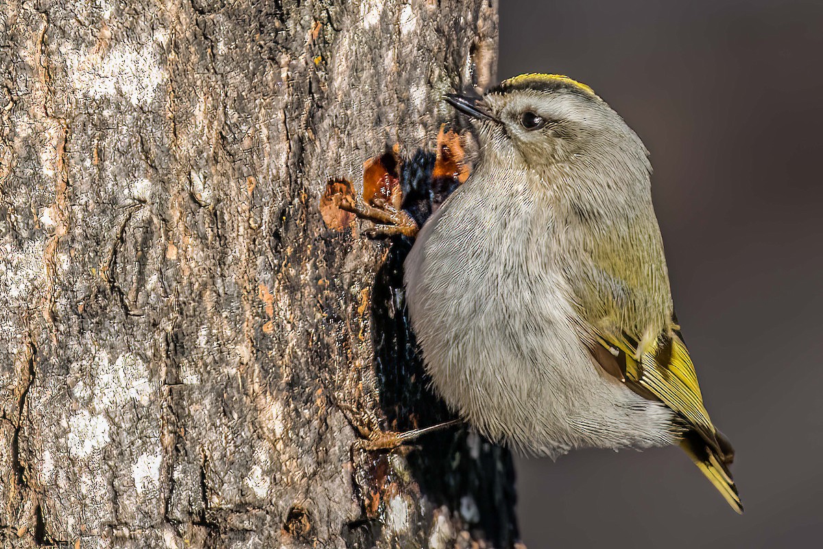 Golden-crowned Kinglet - Bill Wood