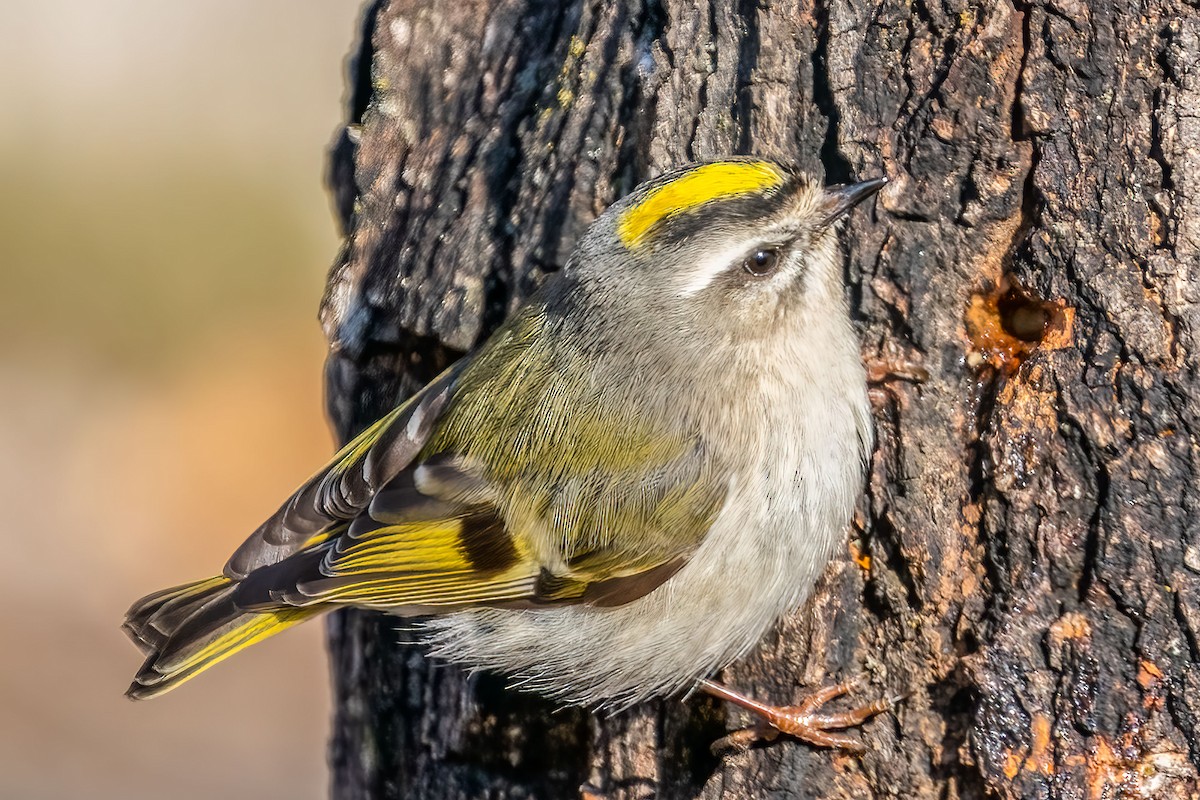 Golden-crowned Kinglet - ML410364881