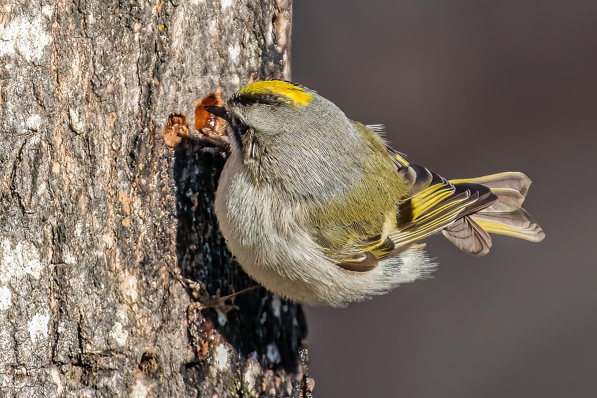 Golden-crowned Kinglet - Bill Wood