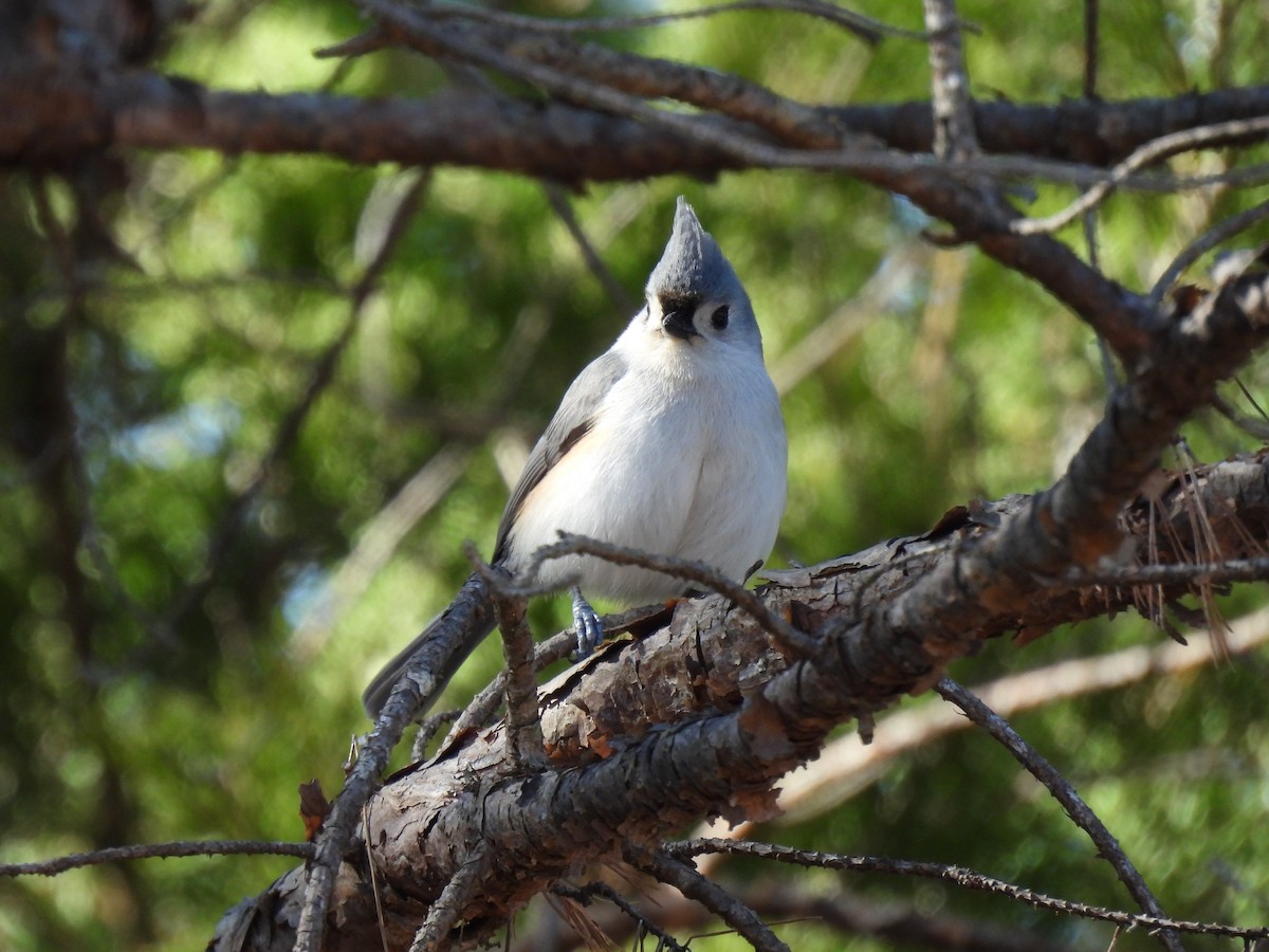 Tufted Titmouse - ML410365511