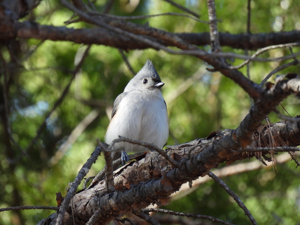 Tufted Titmouse - ML410365541