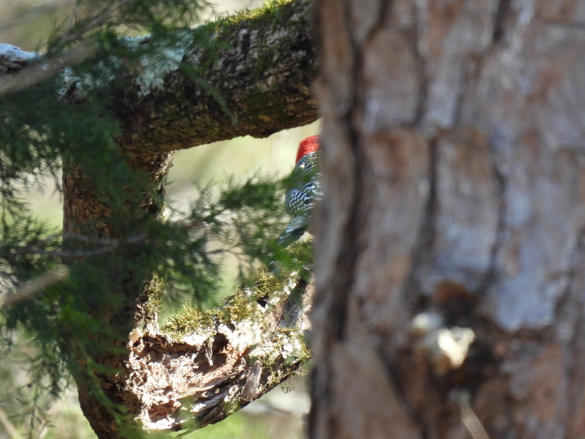 Red-bellied Woodpecker - Paige Richardson