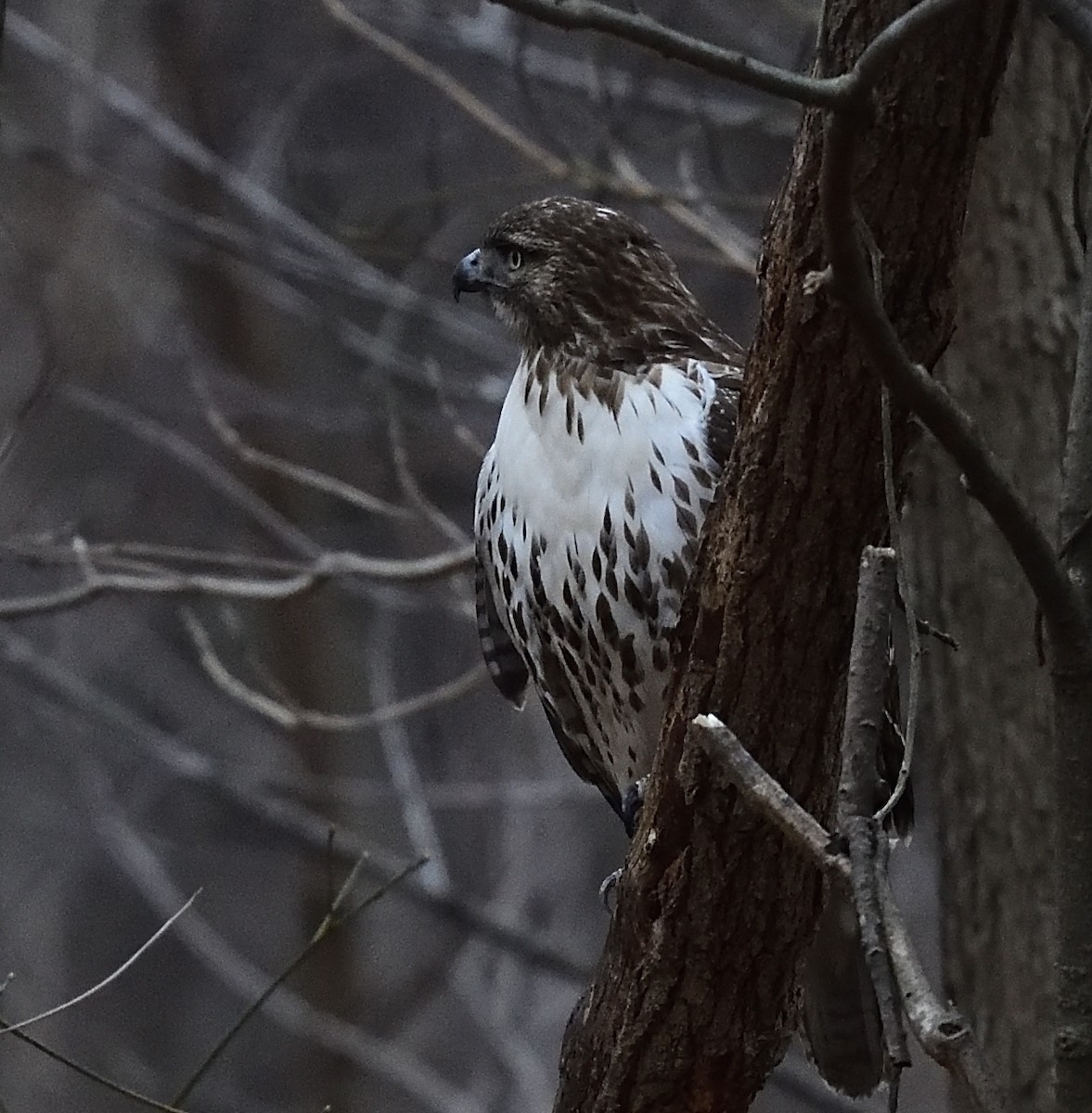 Red-tailed Hawk - ML410366021