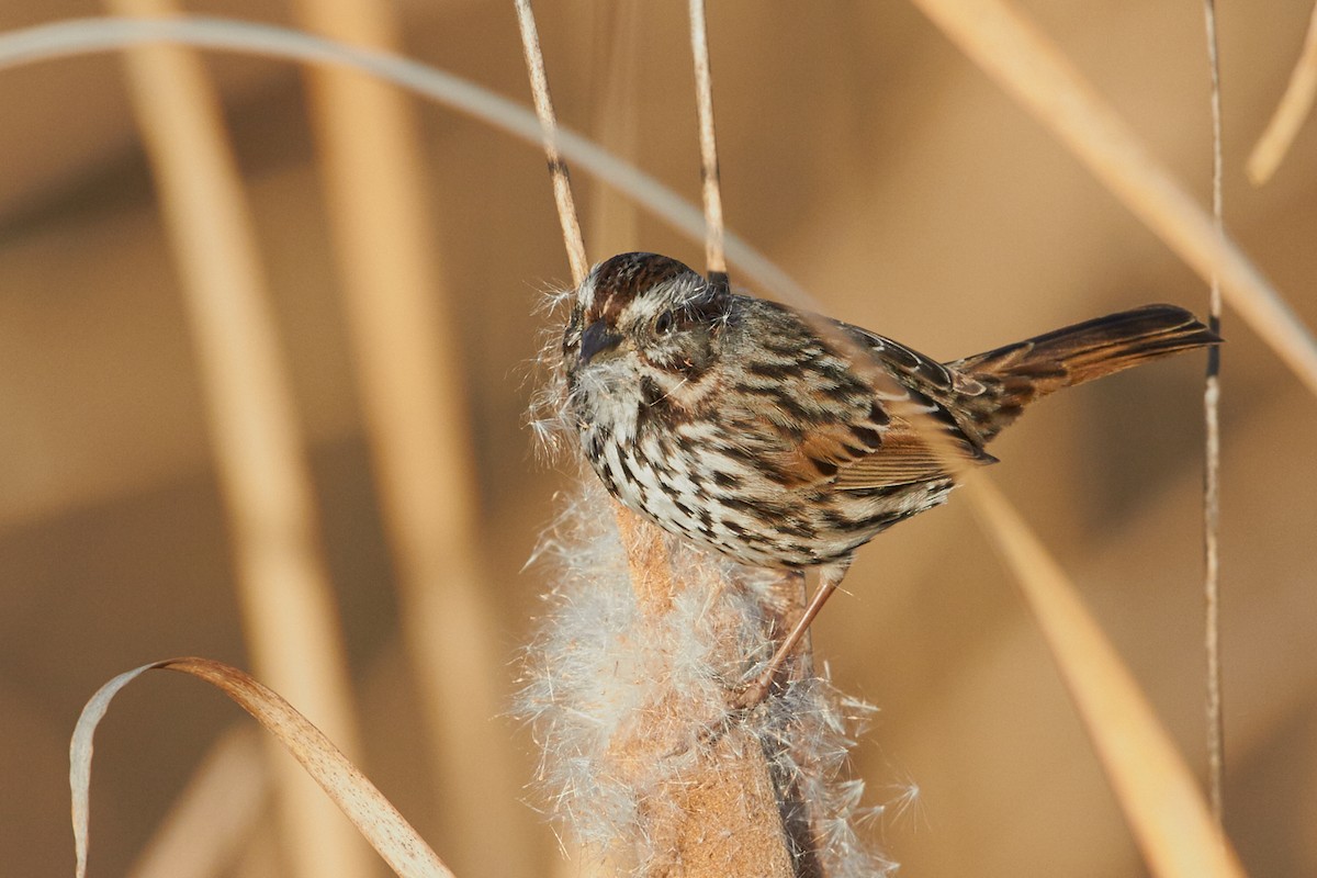 Song Sparrow - ML41036621