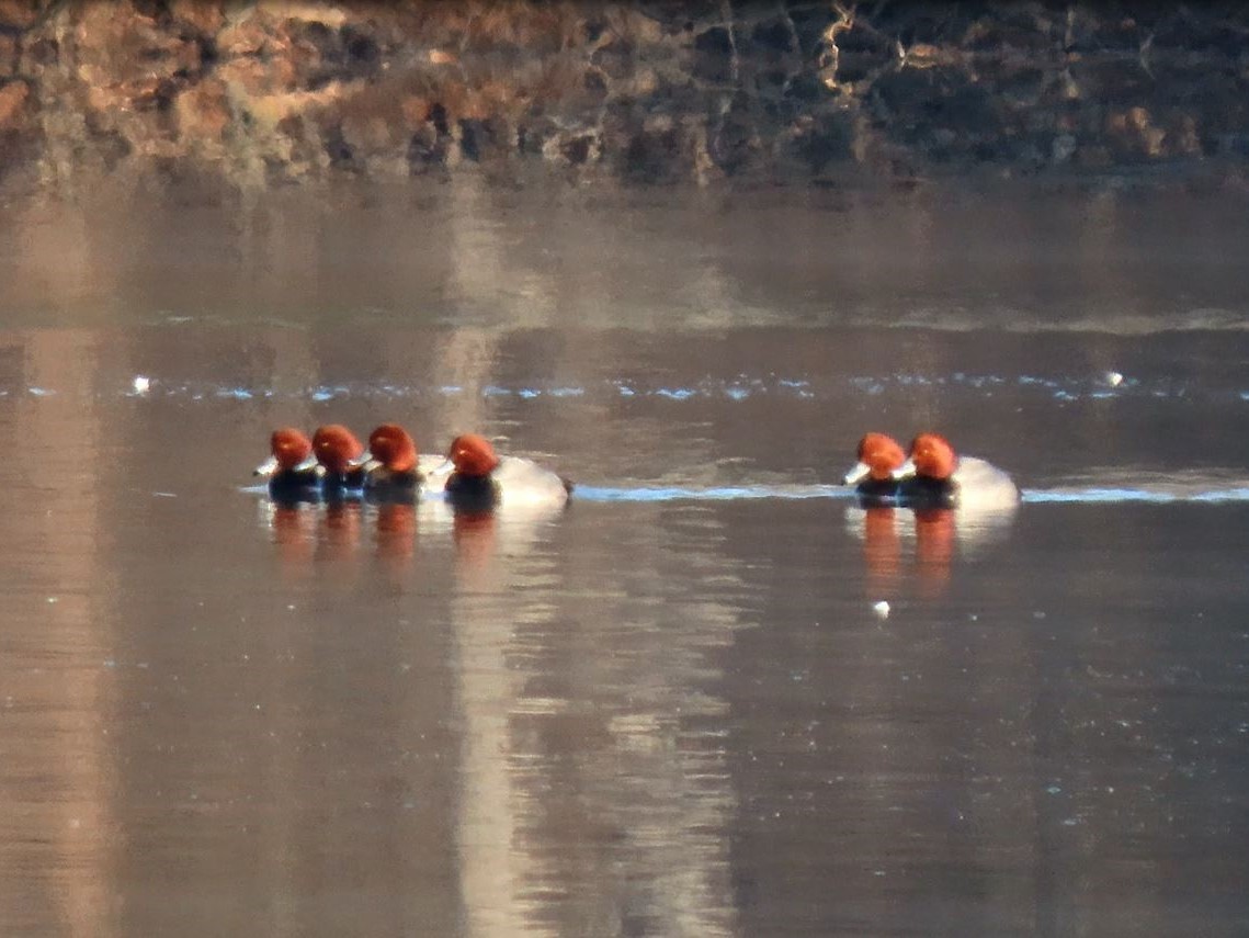 Redhead - ML410366441