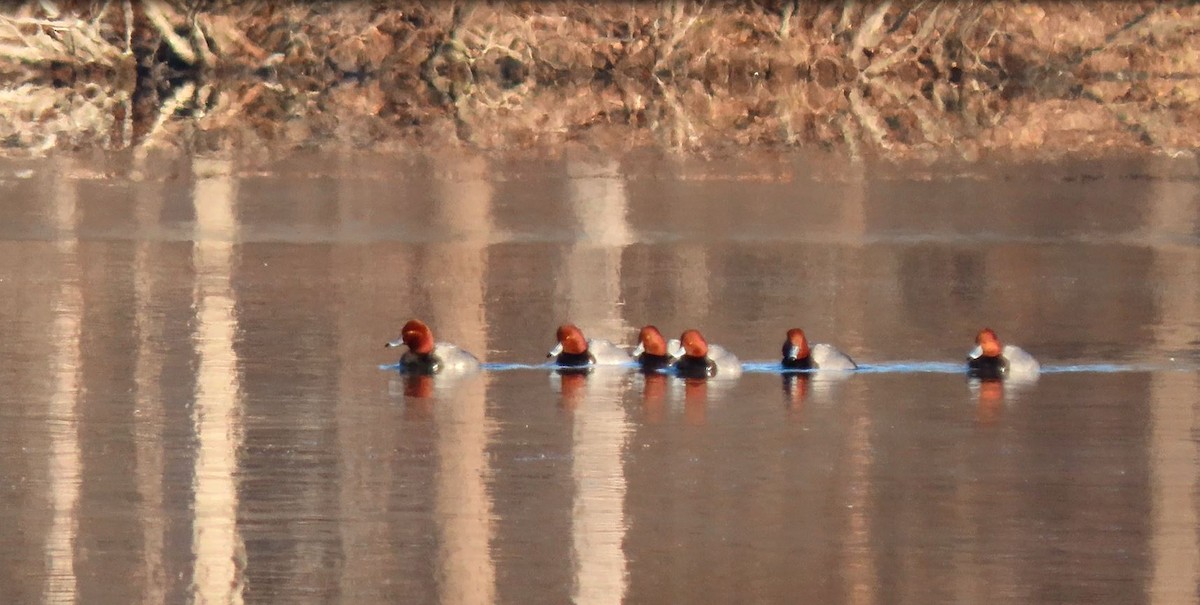 Redhead - ML410366451