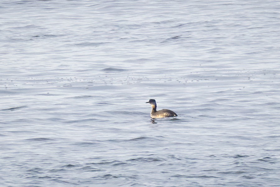 Red-necked Grebe - ML410368971