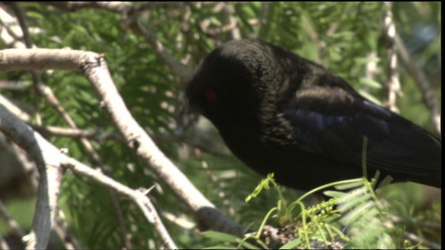 Bronzed Cowbird (Bronzed) - ML410371