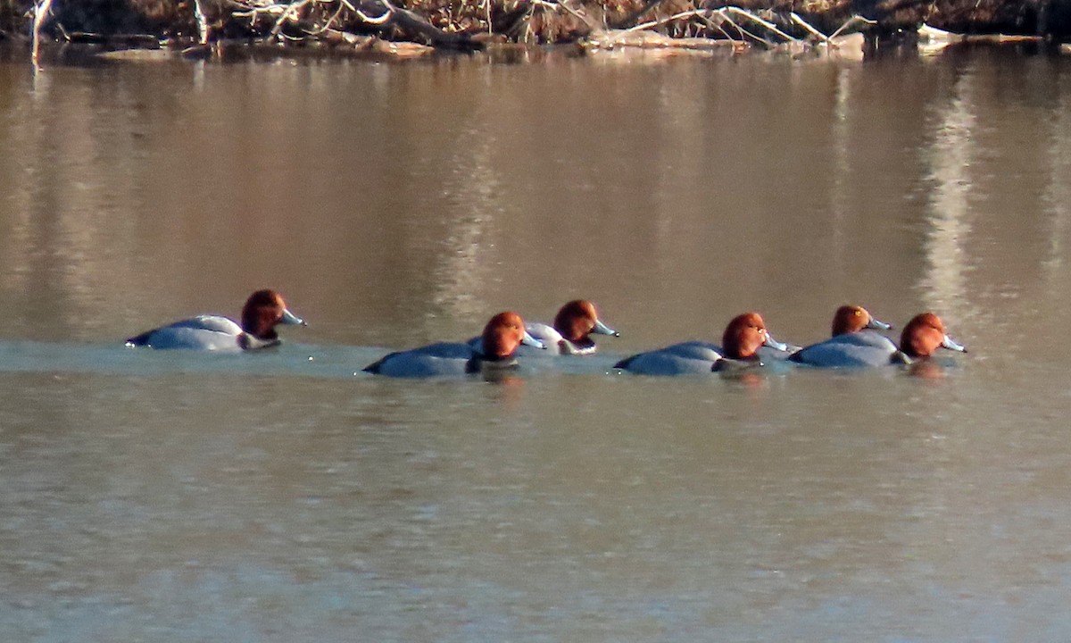 Redhead - ML410371341