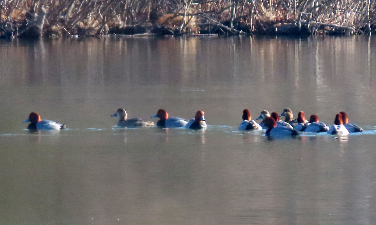 Redhead - ML410371351