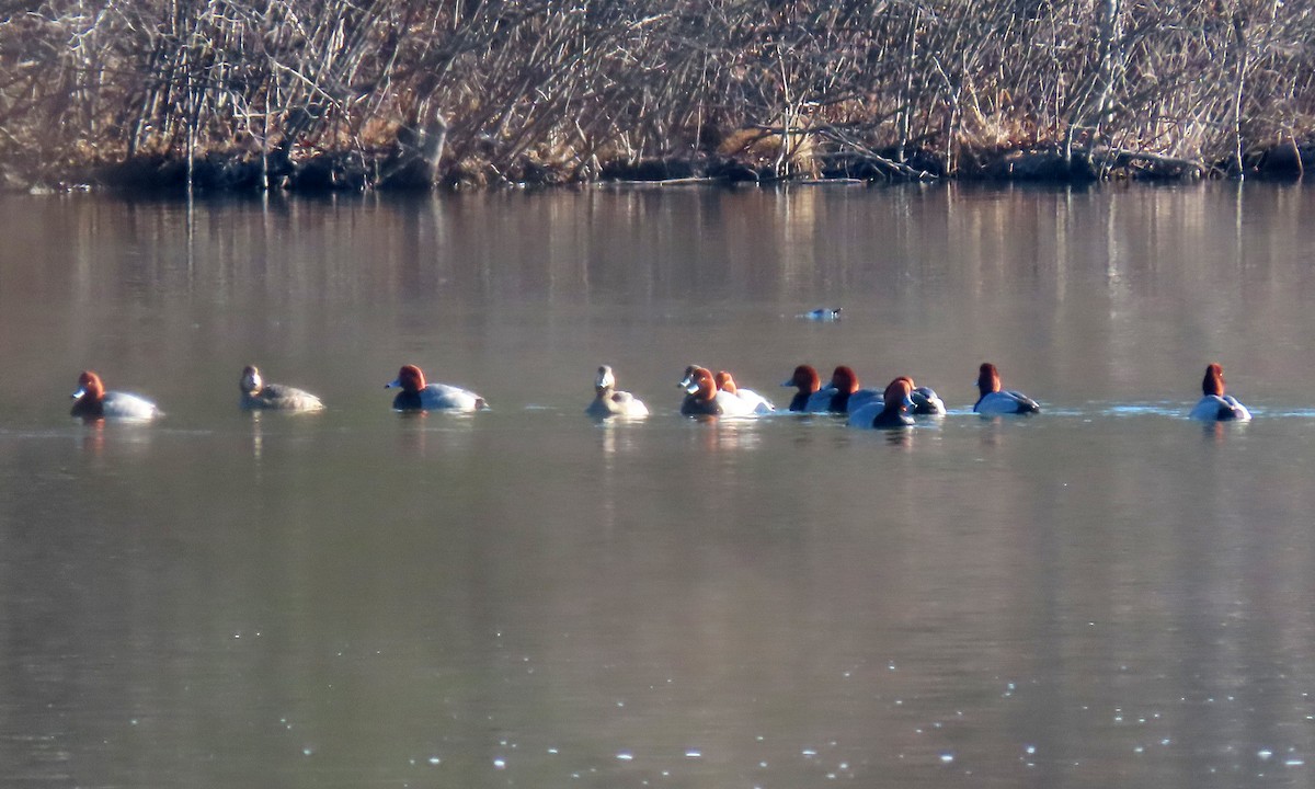 Redhead - ML410371381