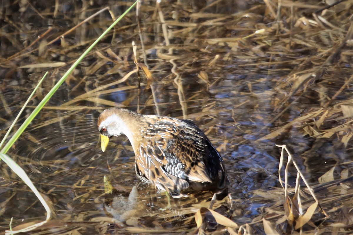 Polluela Sora - ML410372641