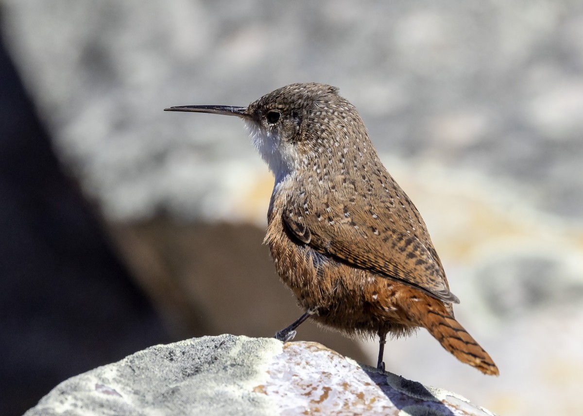 Canyon Wren - ML410373251