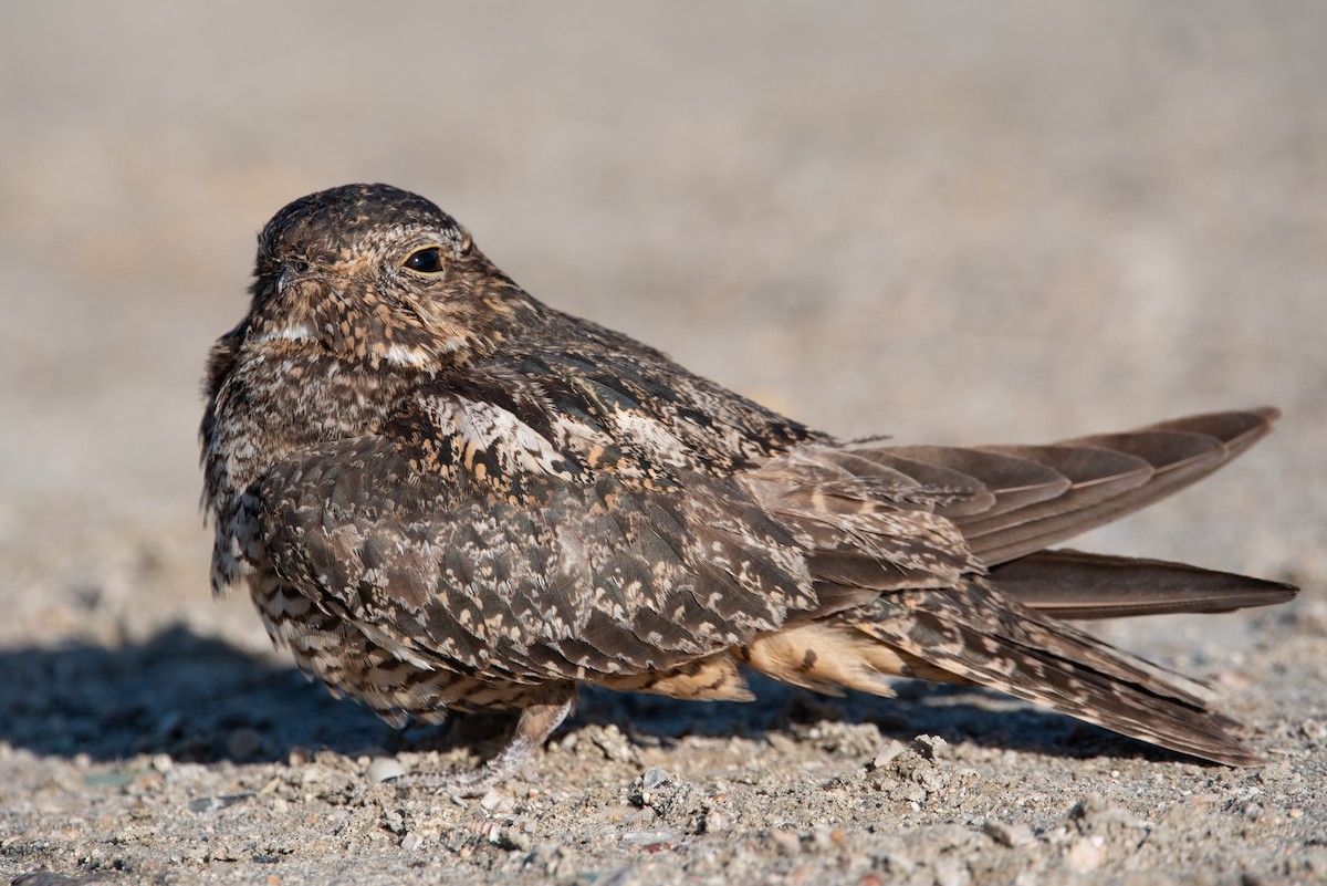 Antillean Nighthawk - Jing-Yi Lu