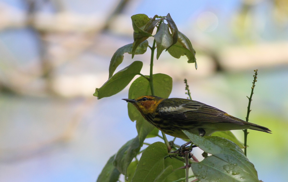 Cape May Warbler - ML41037401