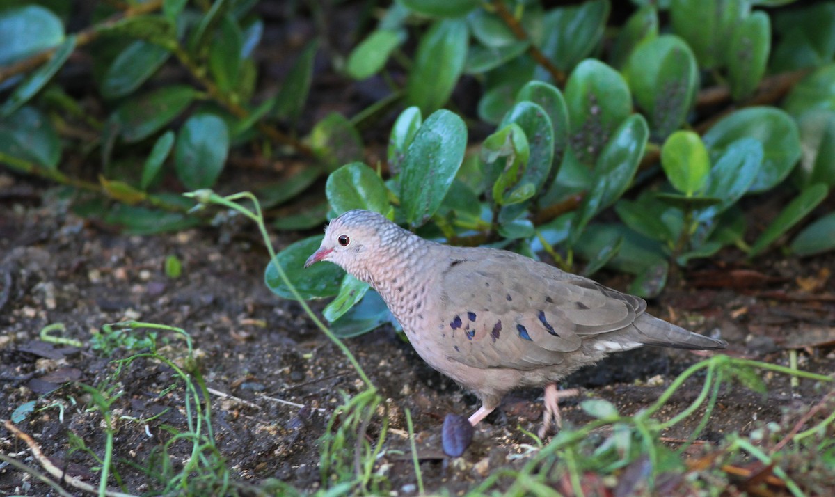 Common Ground Dove - ML41037421