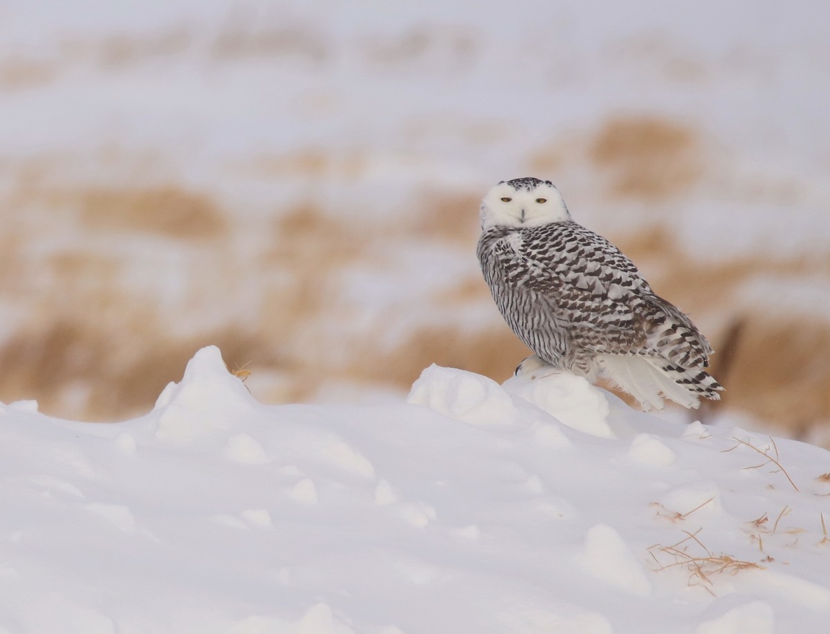 Snowy Owl - Hope Bilinski