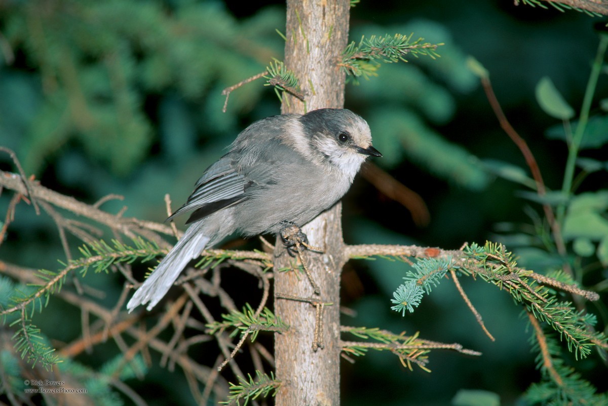 Canada Jay - ML410375401