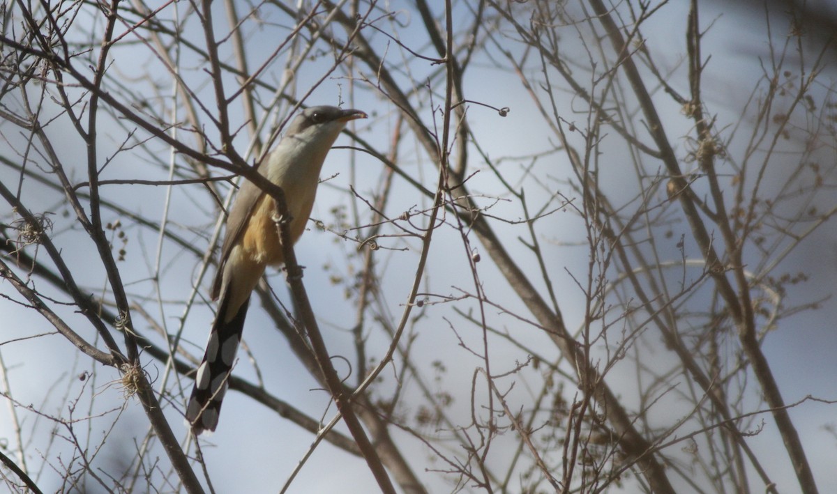 Mangrove Cuckoo - ML41037571