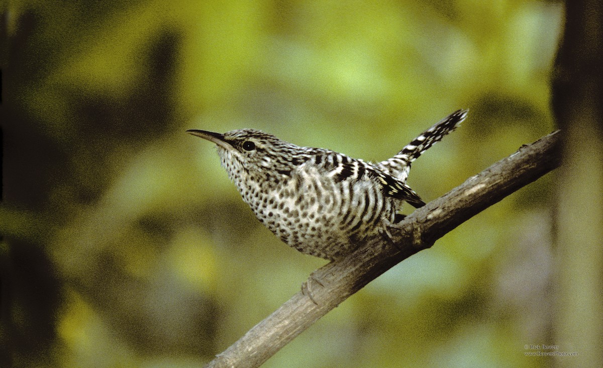 Gray-barred Wren - Rick Bowers