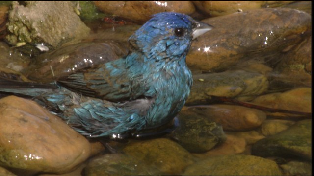 Indigo Bunting - ML410377