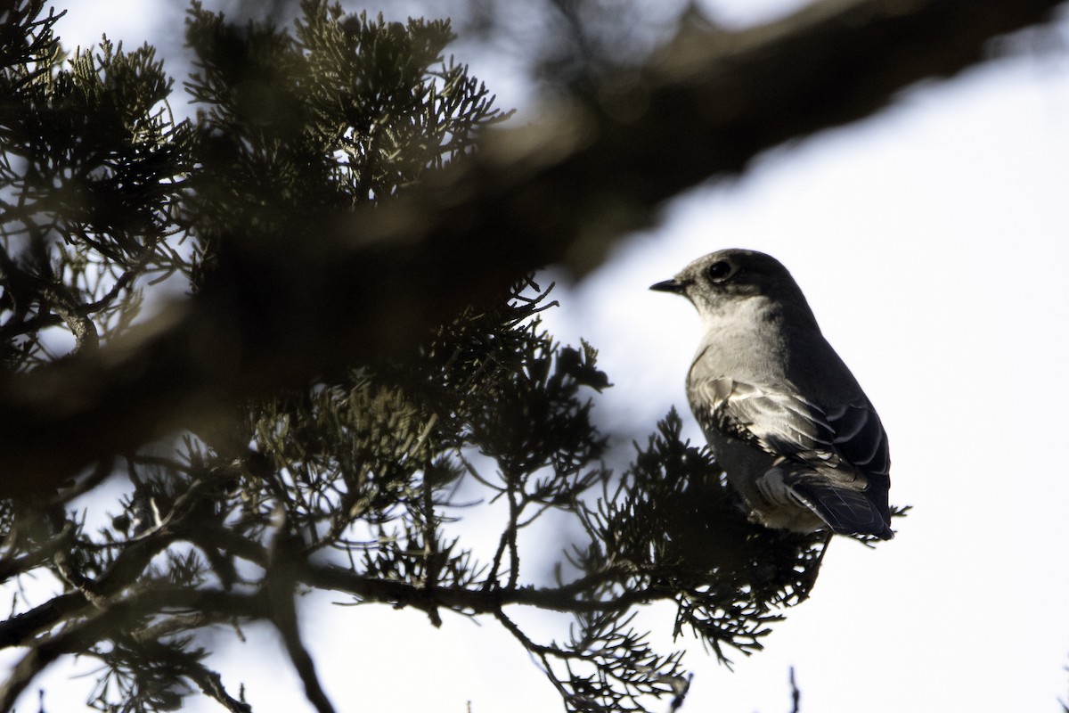 Townsend's Solitaire - ML410378291