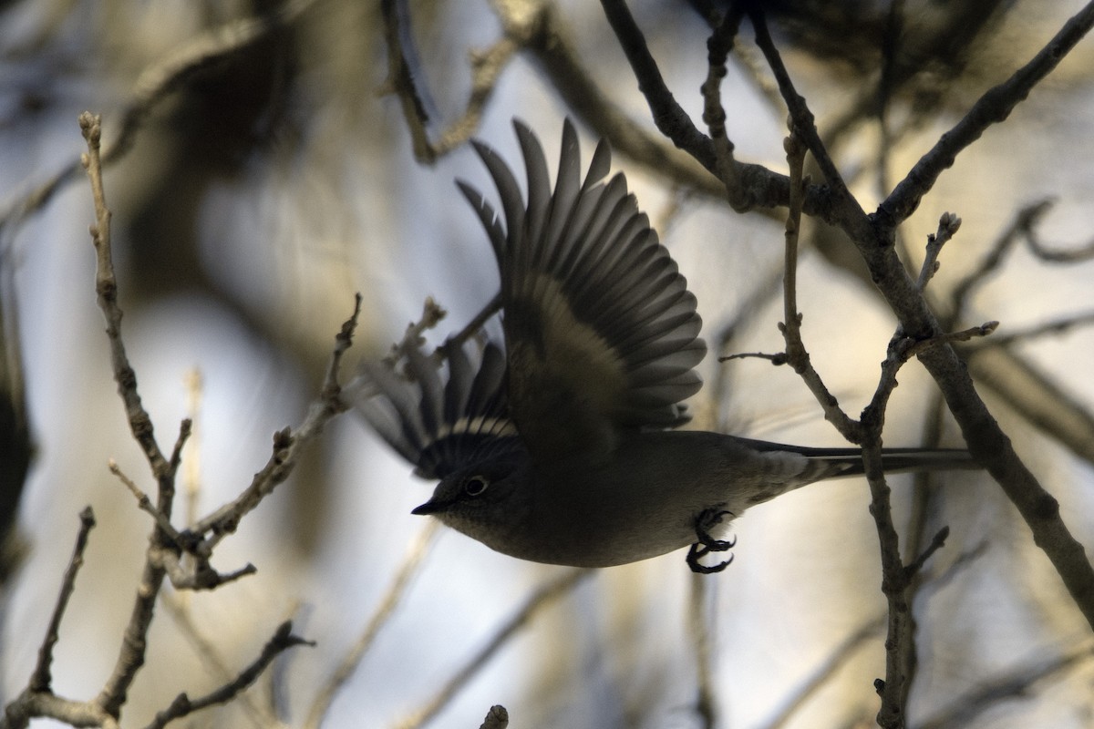 Townsend's Solitaire - ML410378401