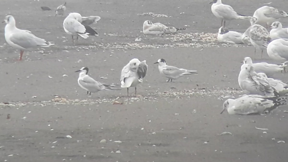 Common Tern - ML410379761