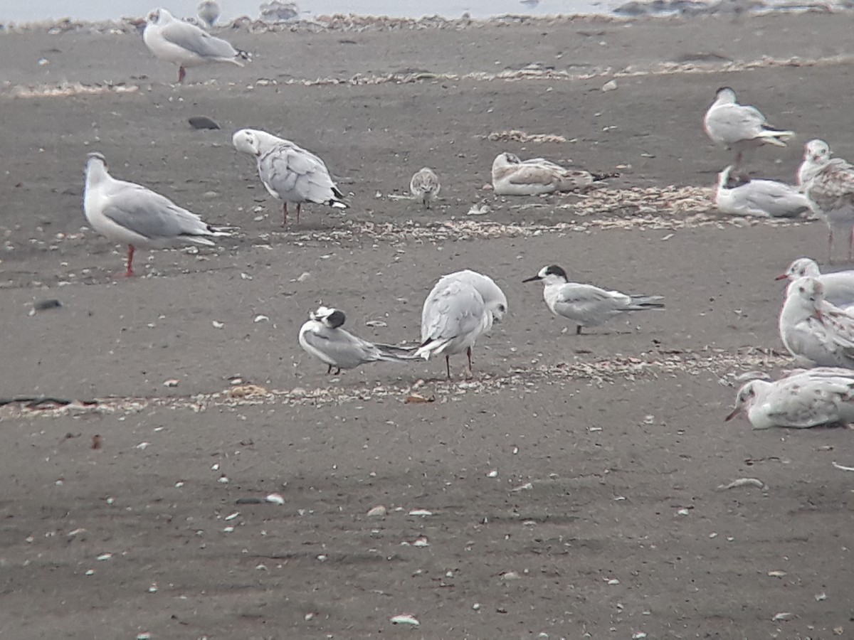 Common Tern - ML410379791