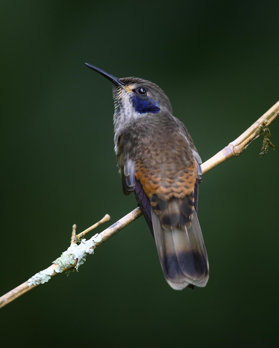 Brown Violetear - Cameron Carver