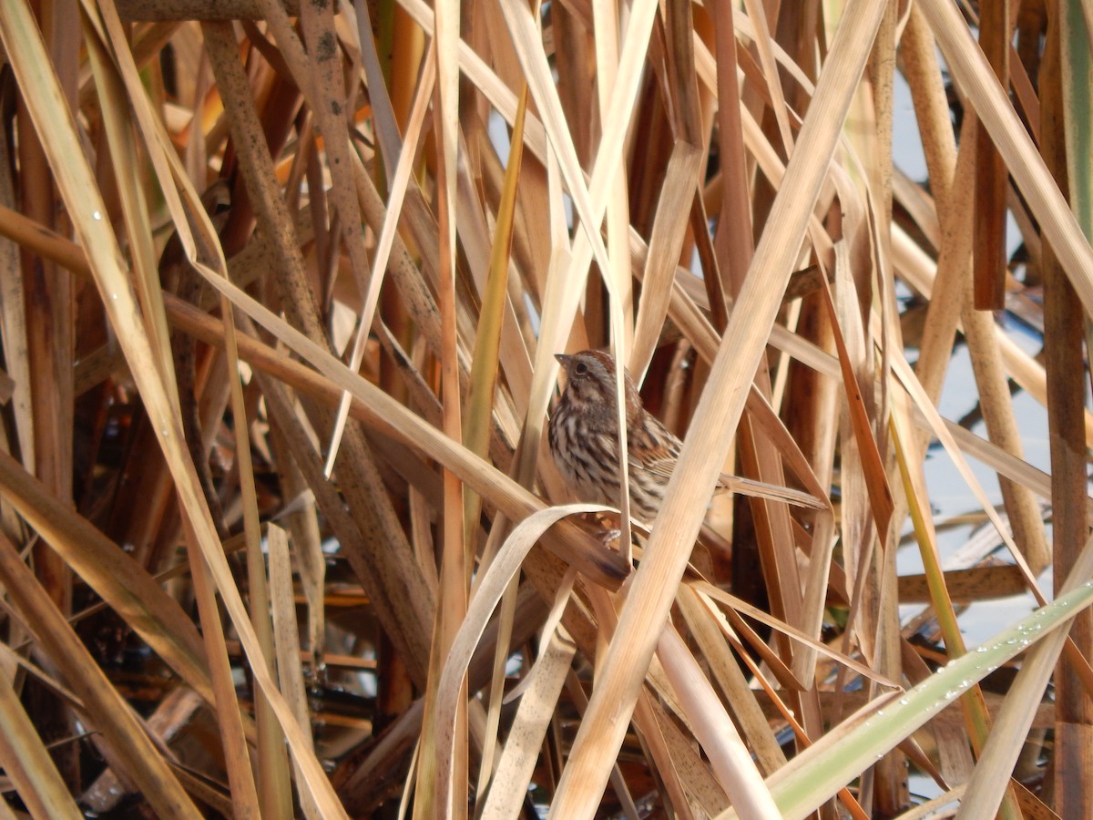 Song Sparrow - ML41038031