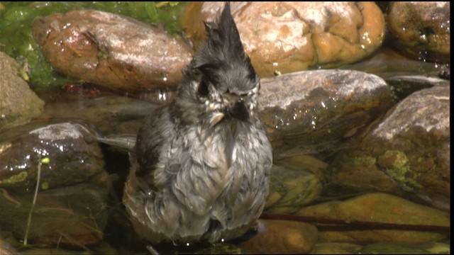 Black-crested Titmouse - ML410381