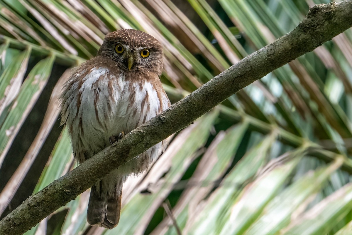 Ferruginous Pygmy-Owl - ML410382631