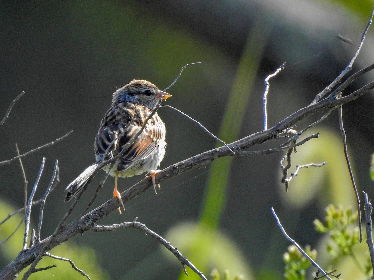 Chipping Sparrow - Reanna Thomas