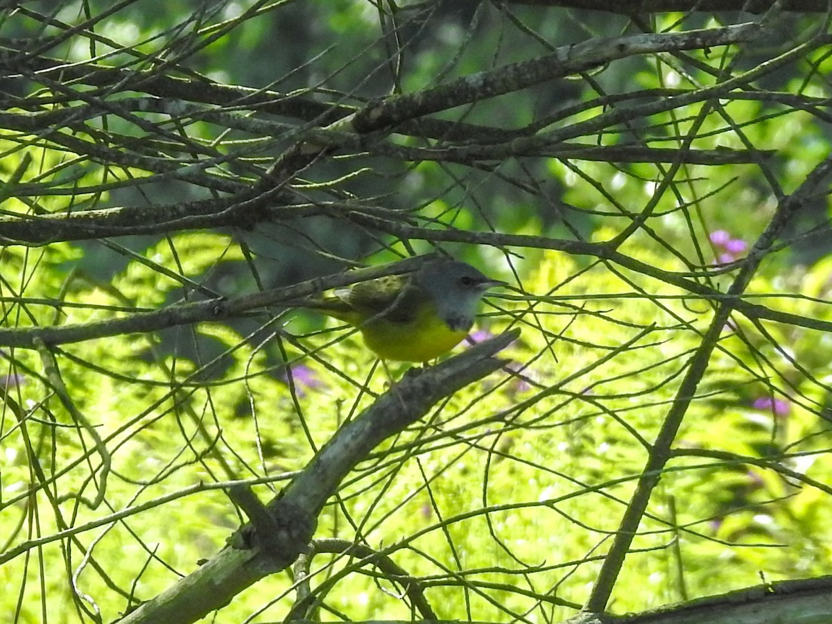 Mourning Warbler - Reanna Thomas