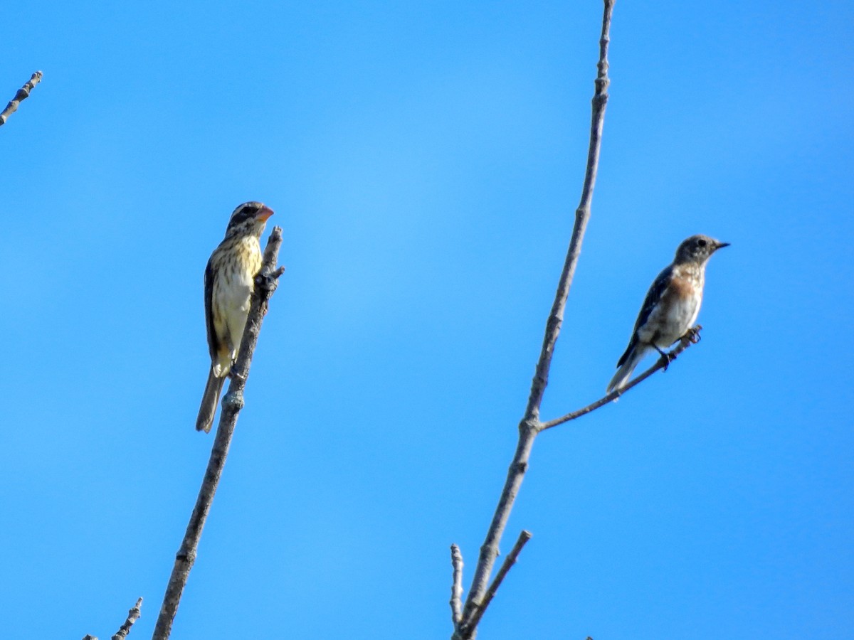 Rose-breasted Grosbeak - ML410383741