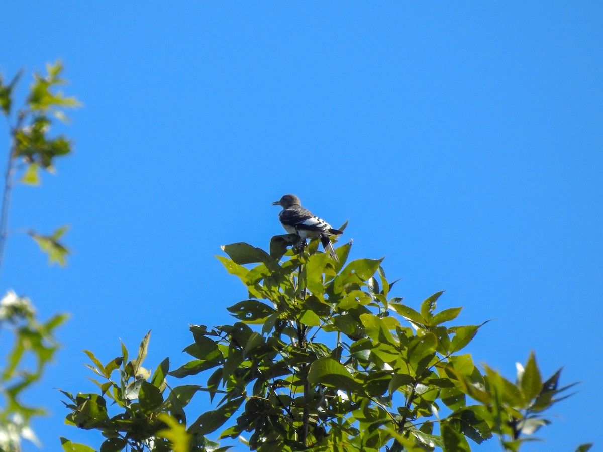 Red-headed Woodpecker - ML410383761