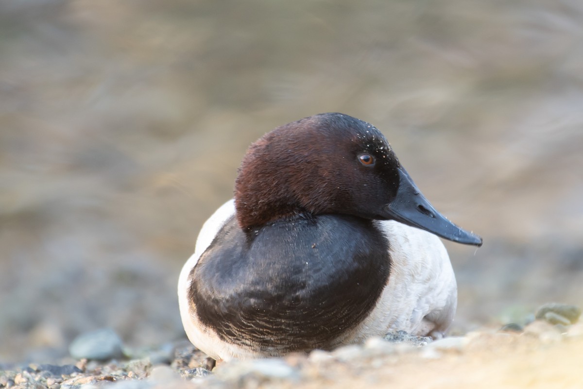 Canvasback - Ed Kingma