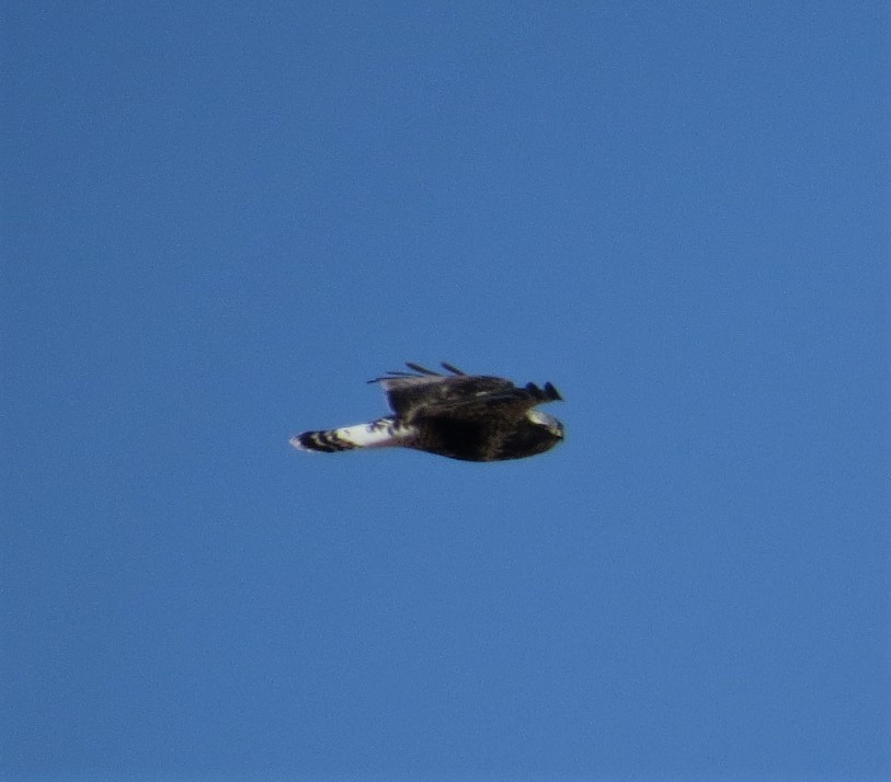 Rough-legged Hawk - Vivek Govind Kumar