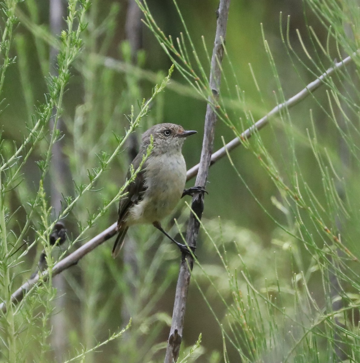 Шиподзьоб золотомушковий - ML410385211