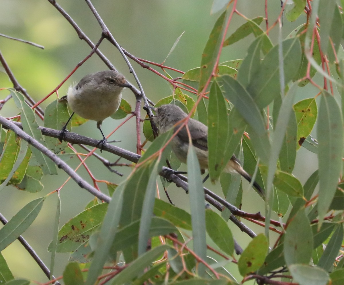 Шиподзьоб золотомушковий - ML410385321