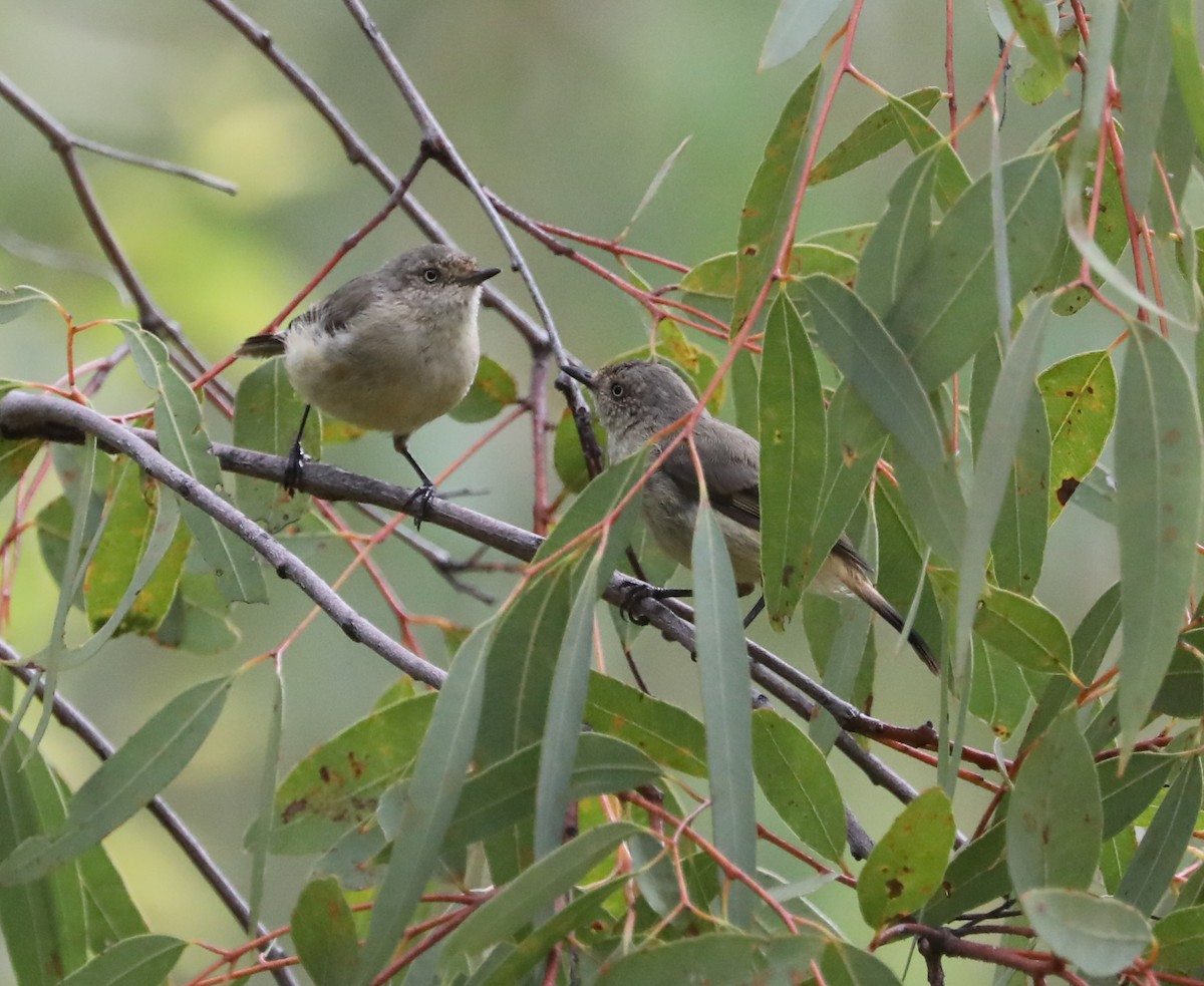 Шиподзьоб золотомушковий - ML410385421