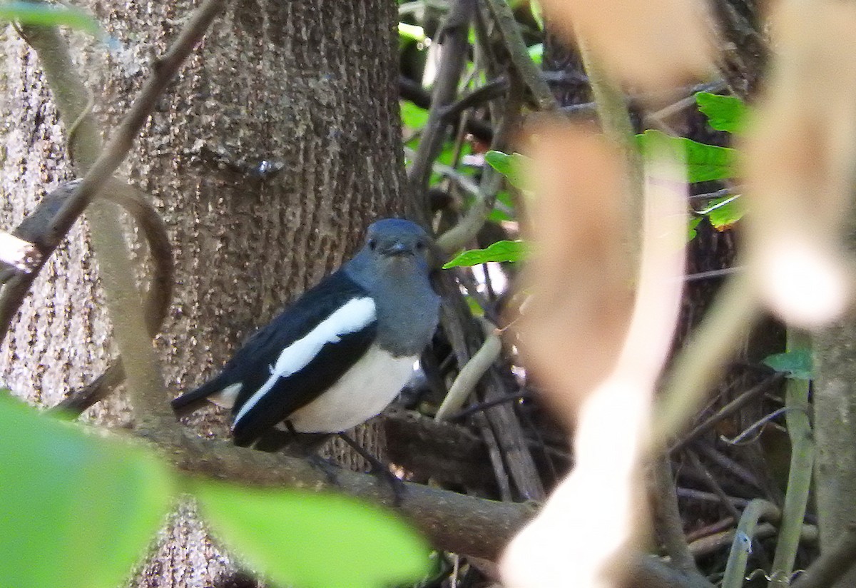 Philippine Magpie-Robin - ML410385491