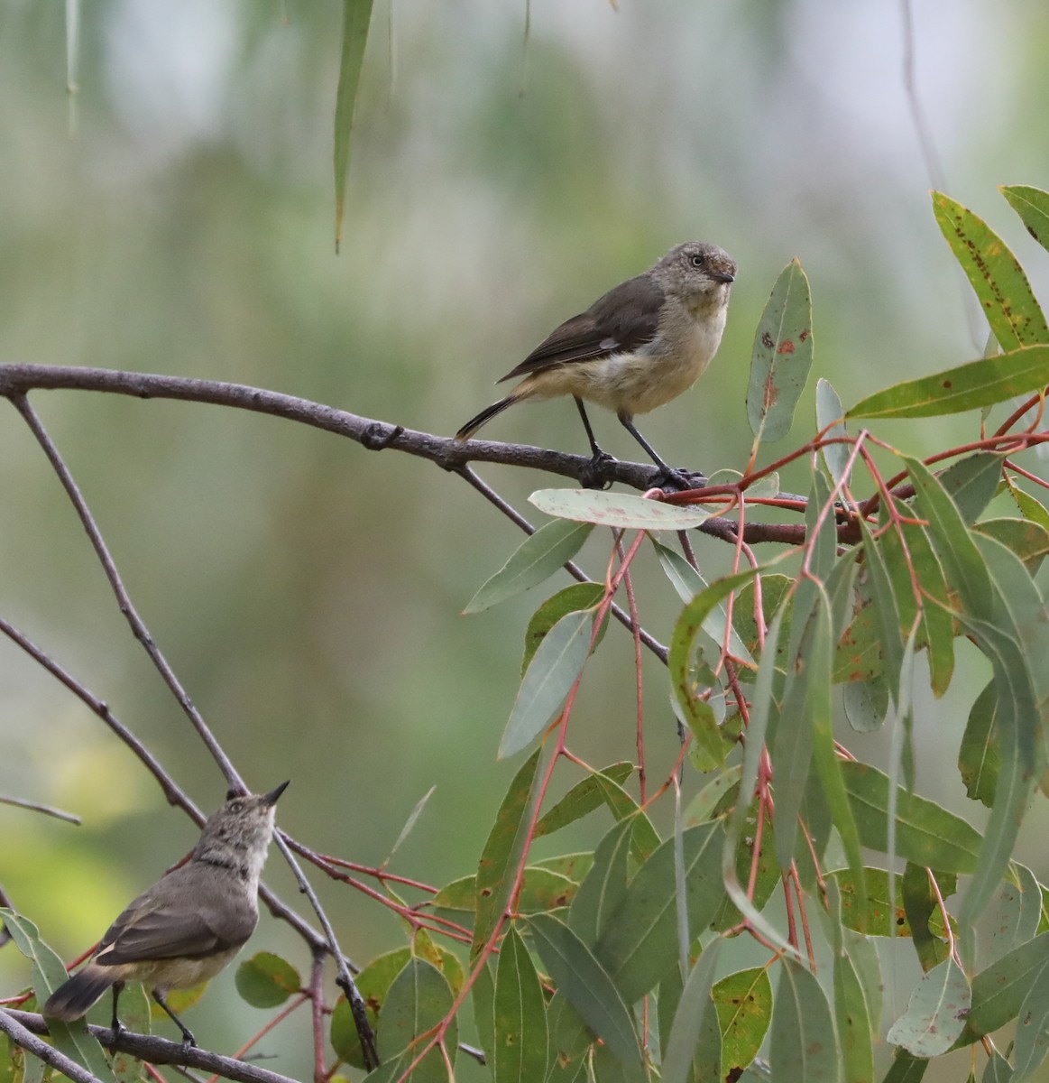 Шиподзьоб золотомушковий - ML410385501