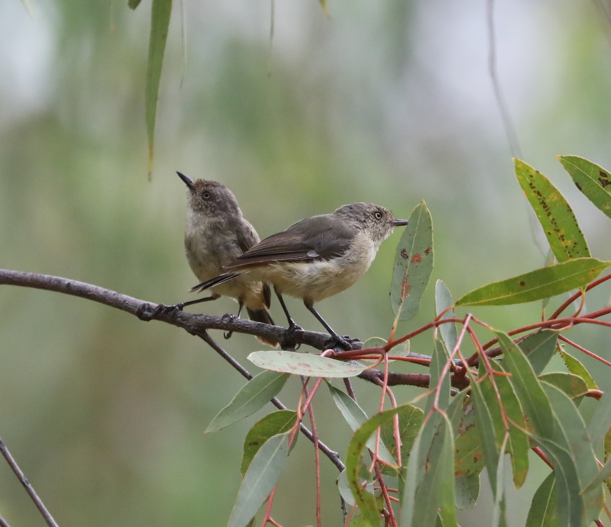 Шиподзьоб золотомушковий - ML410385651